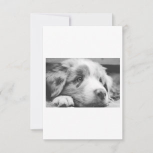 australische herderspuppy bw