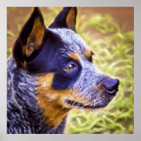 Australische hond van runderen - portret van honde