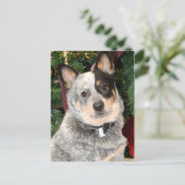 Australische hondfoto briefkaart (Staand voorkant)