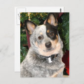 Australische hondfoto briefkaart (Voorkant / Achterkant)