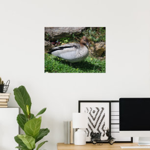 Australische HoutEend in Rustige Tuin Poster