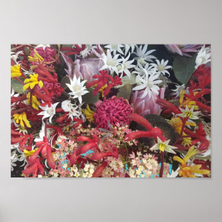 Australische inheemse bloemen poster