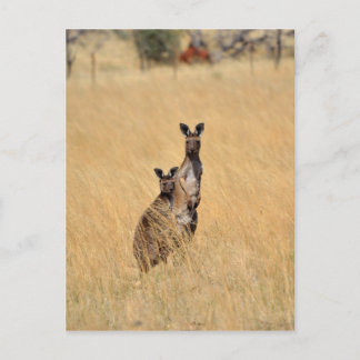 Australische Kangaroos Post-kaart Briefkaart