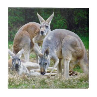 Australische kangoeroes die in de zon liggen tegeltje
