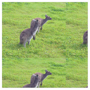 Australische kangoeroes op groene weide, stof