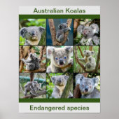 Australische Koalas, bedreigde soorten Poster (Voorkant)