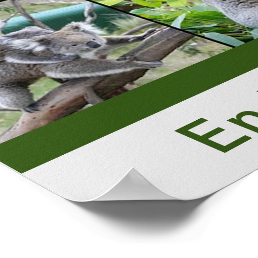 Australische Koalas, bedreigde soorten Poster (Hoek)