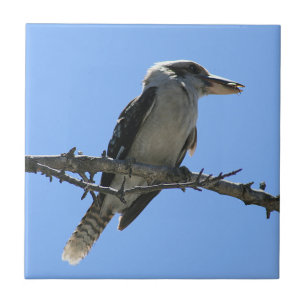 Australische Kookaburra Tegeltje