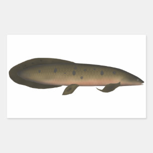 Australische longvis rechthoekige sticker