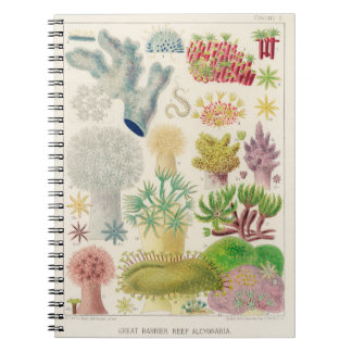  Australische mariene biologie illustratie - g Notitieboek