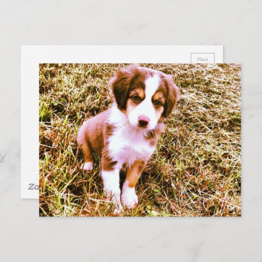 Australische miniatuurherder! Mini Aussie Puppy! Briefkaart (Voorkant / Achterkant)