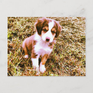 Australische miniatuurherder! Mini Aussie Puppy! Briefkaart