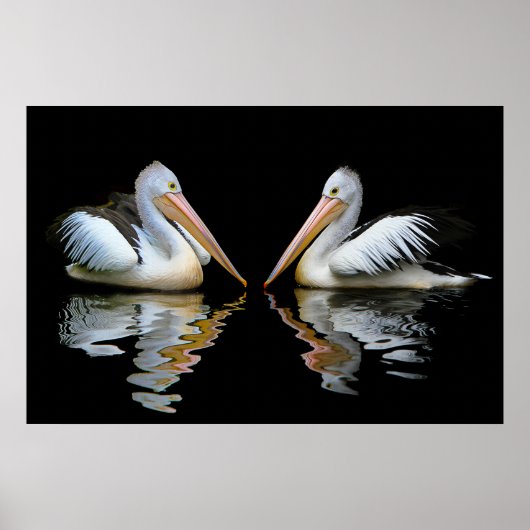 Australische Pelicans achtergrond Poster (Voorkant)