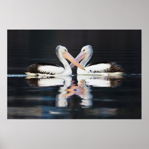 Australische Pelicans Pelecanus Conspicillatus Poster