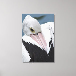 Australische pelikaan close-up canvas afdruk