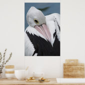 Australische pelikaan komt dicht poster (Keuken)