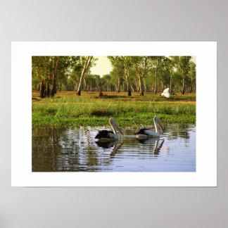 Australische pelikanen: Kakadu National Park, NT Poster