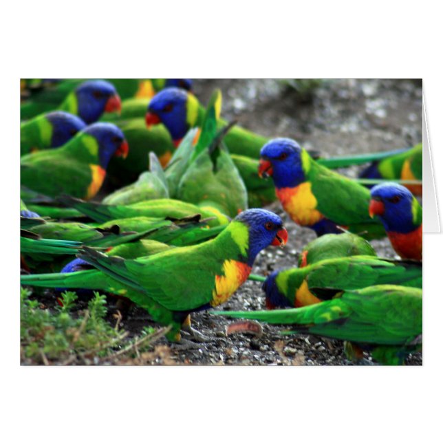 Australische regenboog Lorikeets (Voorkant Horizontaal)