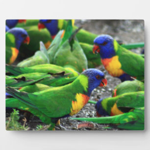 Australische regenboog Lorikeets Fotoplaat