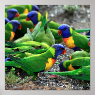 Australische regenboog Lorikeets Poster