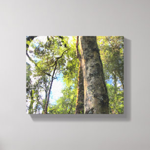 Australische regenwouden Eucalyptus Gum Trees Canvas Afdruk