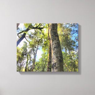 Australische regenwouden Eucalyptus Gum Trees Canvas Afdruk