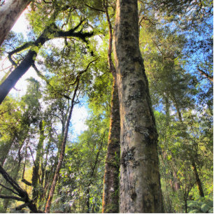 Australische regenwouden Eucalyptus Gum Trees Fotobeeldje Magneet