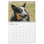 Australische Rundvee Hond Kalender 2026 (Feb 2026)