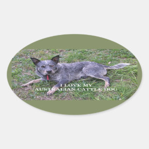 Australische rundveestond houdt van pic ovale sticker