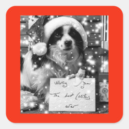 AUSTRALISCHE SHEPARD SQUARE STICKER