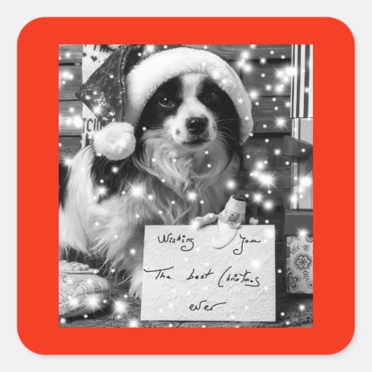 AUSTRALISCHE SHEPARD SQUARE STICKER (Voorkant)