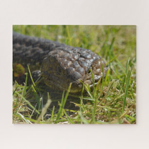 Australische Shingleback Blauwe Tonghagedis, Legpu Legpuzzel