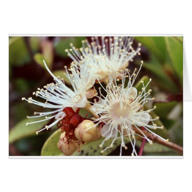 Australische Struik Cherry  (Voorkant Horizontaal)