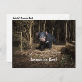 Australische Tasmaanse duivel Briefkaart (Voorkant / Achterkant)