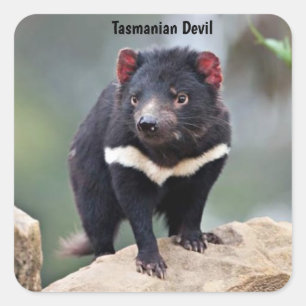 Australische Tasmaanse duivel Vierkante Sticker