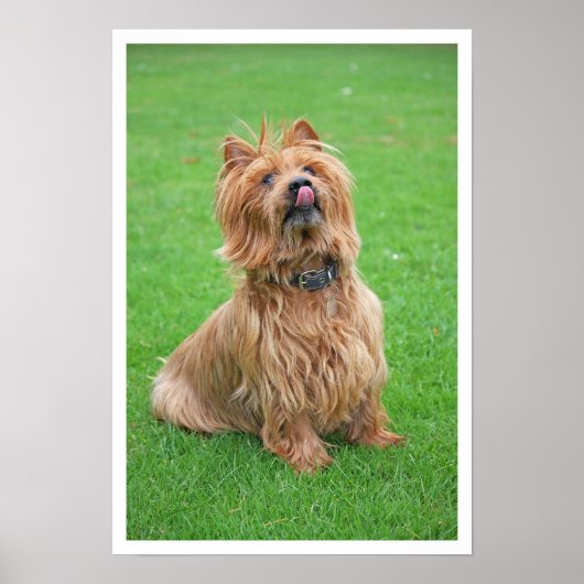 Australische Terrier Licking Nose Poster (Voorkant)