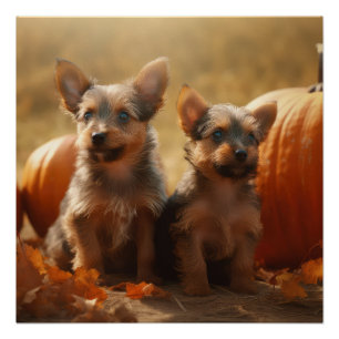 Australische Terrier Puppy Herfst Plezier Pompoen Perfect Poster