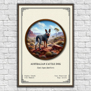 Australische Veedrijvershond Zoölogie Serie Poster