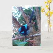 Australische vogel, Superb Fairy Wren. Kaart (Gele Bloem)