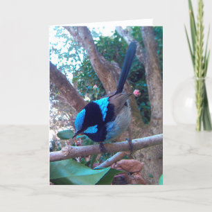 Australische vogel, Superb Fairy Wren. Kaart