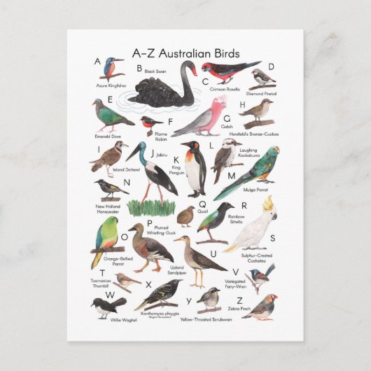 Australische vogels briefkaart (Voorkant)