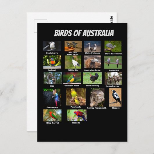 Australische vogels briefkaart (Voorkant / Achterkant)