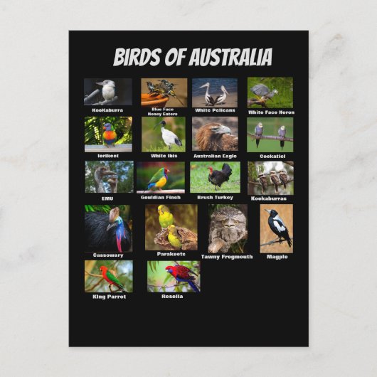 Australische vogels briefkaart (Voorkant)