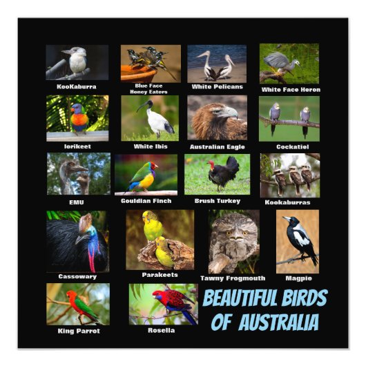 Australische vogels foto afdruk (Voorkant)