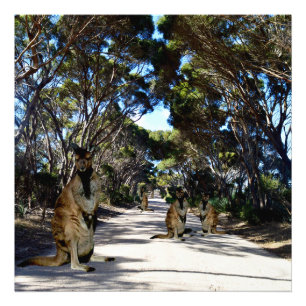 Australische wallabys op de weg, foto afdruk