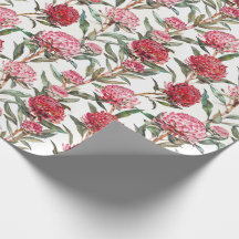 Australische Wildflower Waratah Bloem