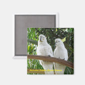 Australische Zwavelkam Kaketoe Magneet (Voorkant / Achterkant)