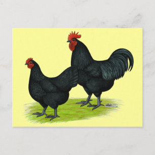 Australorp Black Chickens Briefkaart