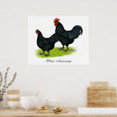 Australorp Black Chickens Poster (Keuken)
