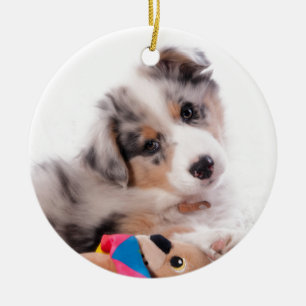 Austran shepherd puppy keramisch ornament